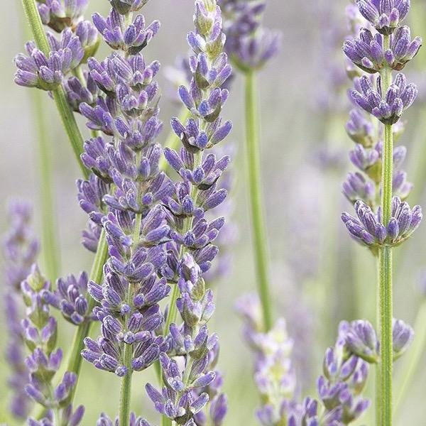 Lavender Room Spray: Ya Me Canse - Soft Soothing Scent